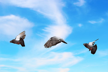 Image showing pigeon flying over beautiful sky