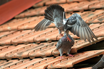 Image showing pigeons fighting on the roof