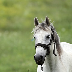 Image showing portrait of a horse