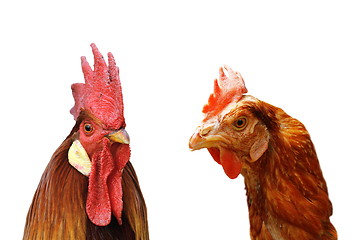 Image showing rooster and hen