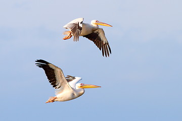 Image showing two beautiful pelecanus onocrotalus flying