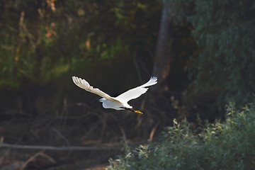 Image showing white heron flying