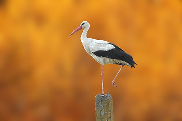 Image showing white stork over autumn background