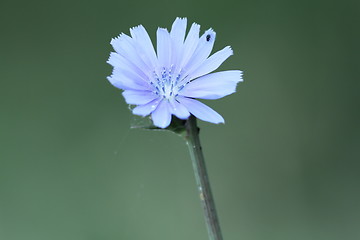 Image showing wild common chicory