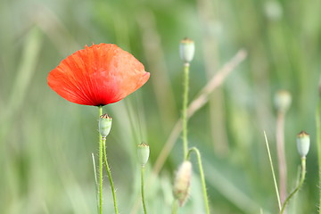 Image showing wild summer red flower