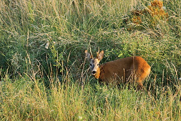 Image showing young wild roebuck