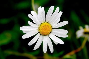 Image showing Daisy