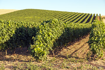 Image showing rioja vineyards