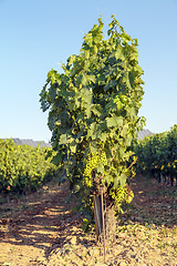 Image showing rioja vineyards