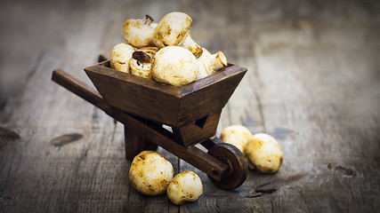 Image showing Fresh Muschrooms in a miniature wheelbarrow