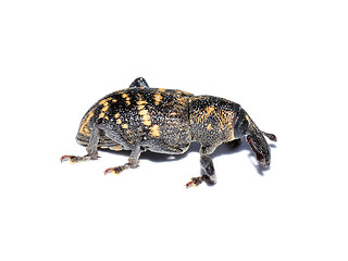 Image showing Pine weevil