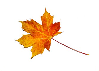 Image showing Maple leaf with autumn colors