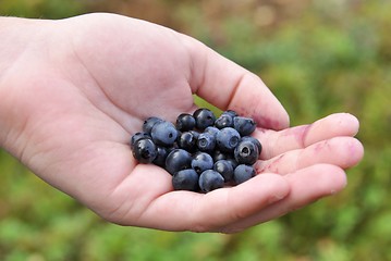 Image showing Offering blueberries