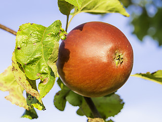 Image showing Closeup apple on tree