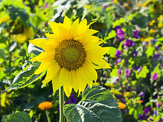 Image showing Sunflower in a garden