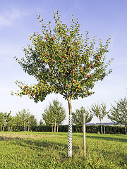 Image showing Picture of an apple tree