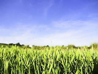 Image showing Green grass and blue sky