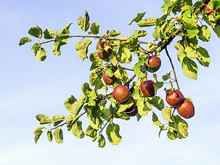 Image showing ripe and red apples