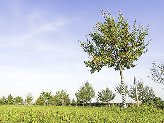 Image showing orchard with apple tree