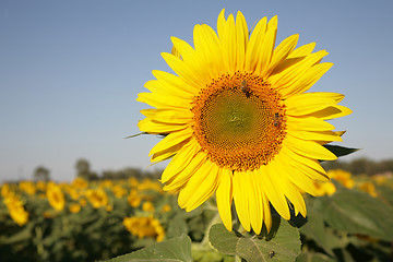 Image showing Sunflower in field