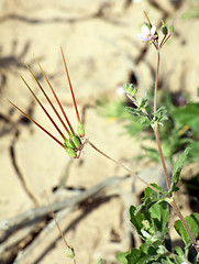 Image showing Erodium sp.