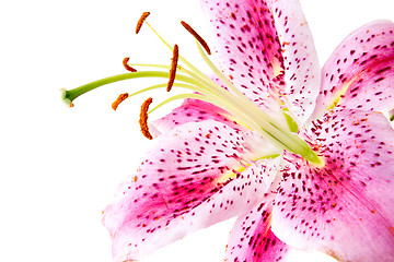 Image showing Pink lily on white