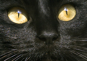 Image showing cat eyes