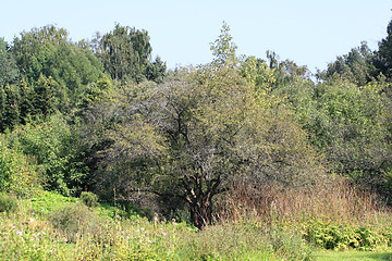 Image showing botanical garden