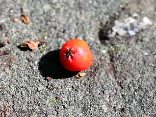 Image showing Berry red rose hips