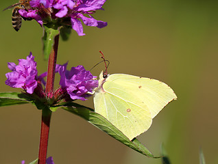 Image showing Butterfly on a blue flower