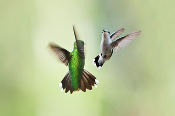 Image showing Hummingbirds mating dance