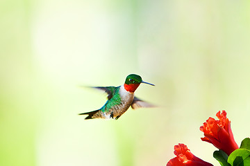 Image showing Hummingbird flying near flower