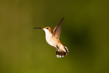 Image showing Hummingbrird in flight