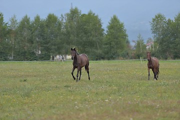 Image showing horse