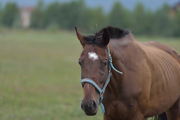 Image showing horse