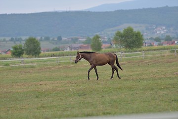 Image showing horse