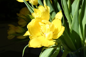 Image showing Easter flower