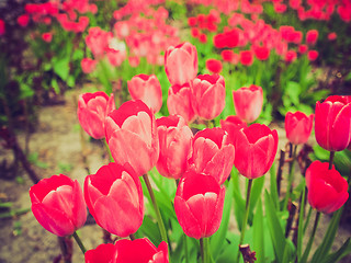 Image showing Retro look Tulips