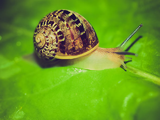 Image showing Retro look Snail slug