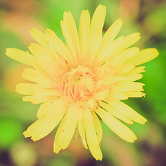 Image showing Retro look Chicory flower