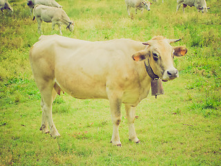 Image showing Retro look Cow picture