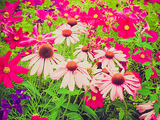 Image showing Retro look Daisy flower