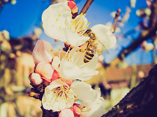 Image showing Retro look Bee fetching nectar from flower