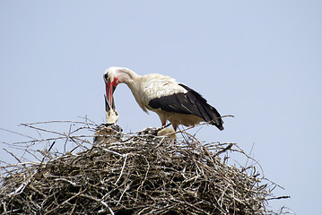 Image showing Stork family on the nest