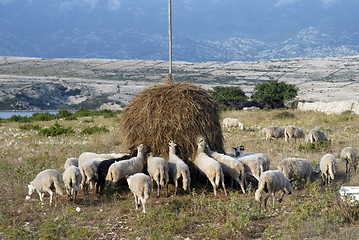 Image showing Flock of sheep eating grass on sunset