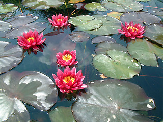 Image showing Waterlily flower