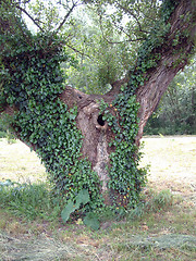 Image showing Green wild Ivy growing up an old tree
