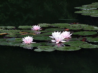 Image showing Waterlily flower