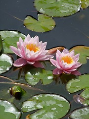 Image showing Waterlily flower