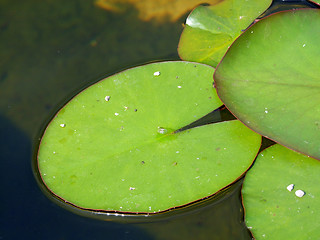 Image showing Waterlily leaves
